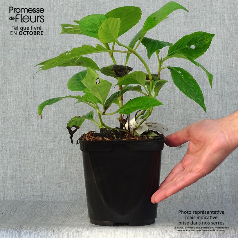 Hydrangea serrata Klaveren - Mountain Hydrangea 2L/3L pot sample as delivered in autumn