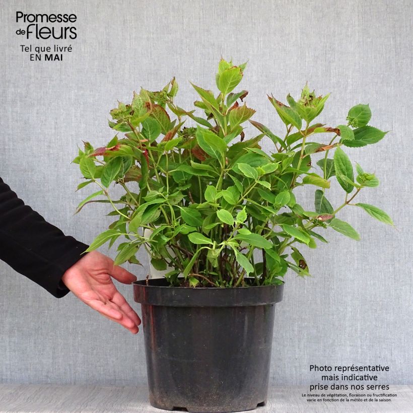 Hydrangea serrata Magic Pillow - Mountain Hydrangea 7.5L/10L pot sample as delivered in spring