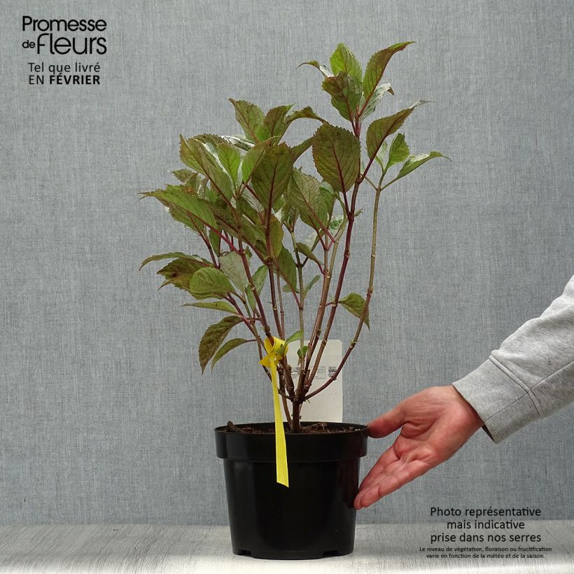 Hydrangea serrata Preziosa - Mountain Hydrangea 2L/3L pot sample as delivered in autumn