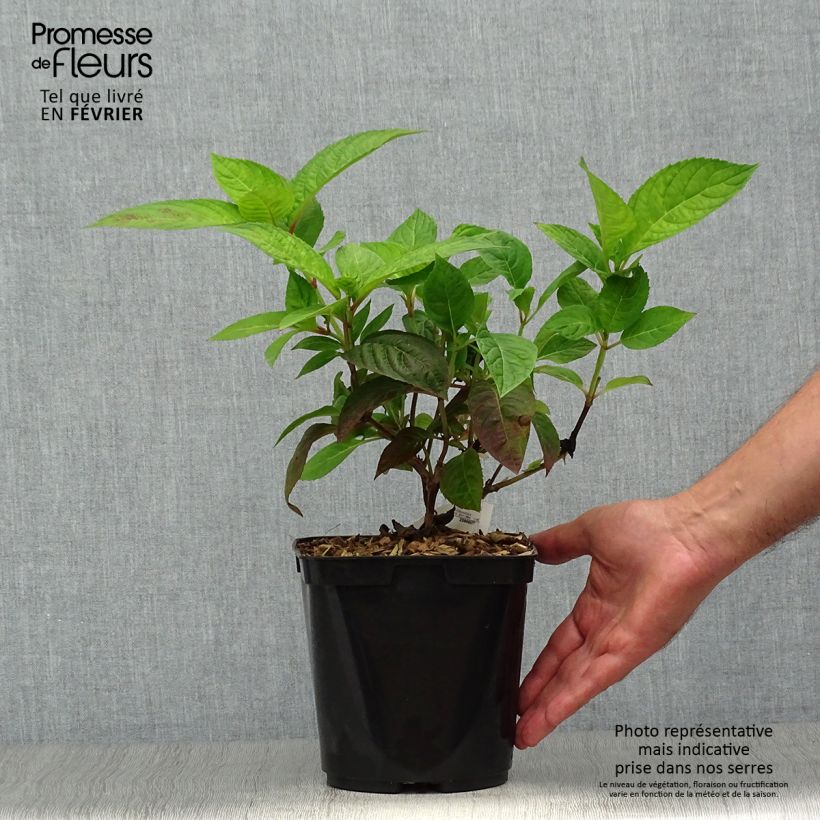 Hydrangea serrata Shôjo - Mountain Hydrangea 2L/3L pot sample as delivered in autumn