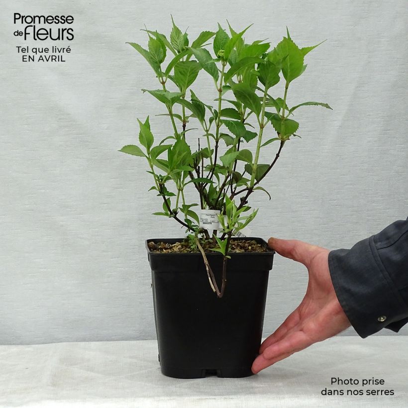 Hydrangea serrata Tiara - Mountain Hydrangea 2L/3L pot sample as delivered in spring