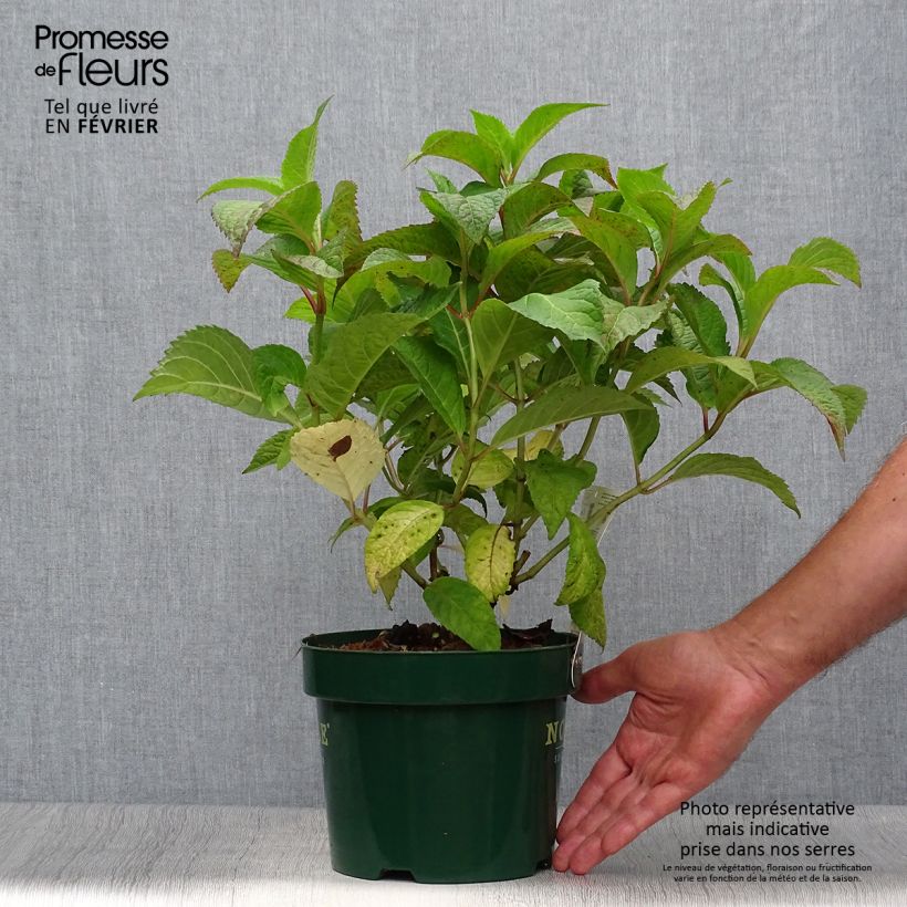 Hydrangea serrata subsp. yezoensis Veerle - Flat-headed hydrangea 3L/4L pot sample as delivered in autumn
