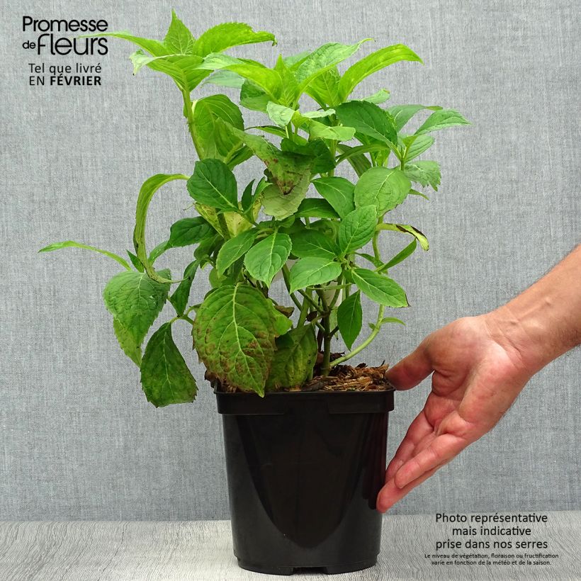 Hydrangea serrata Vicomte de Kerlot - Mountain Hydrangea 2L/3L pot sample as delivered in autumn