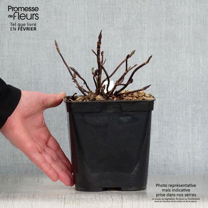 Hydrangea macrophylla Mathilde Gutges 2L/3L pot sample as delivered in winter