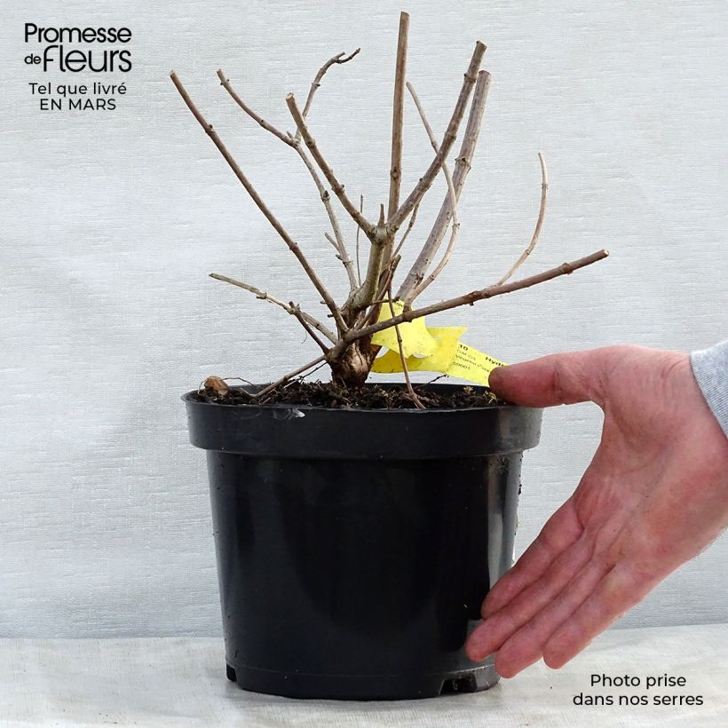 Hydrangea paniculata Pink Diamond 2L/3L pot sample as delivered in spring