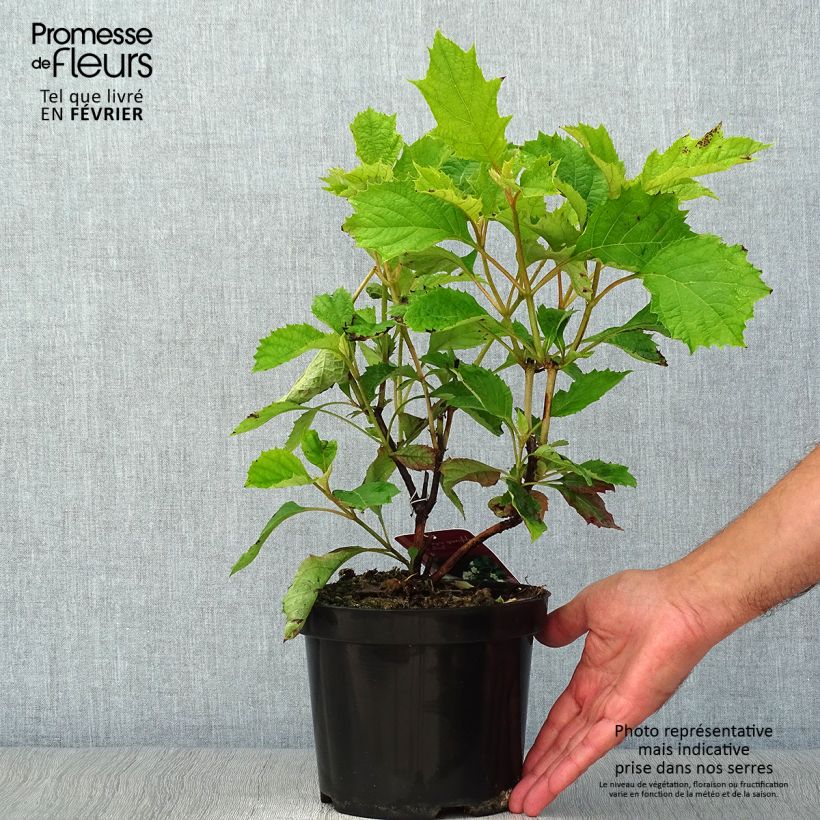 Hydrangea quercifolia Sikes Dwarf 2L/3L pot sample as delivered in autumn