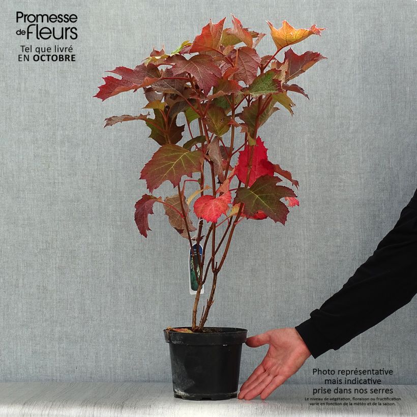 Hydrangea quercifolia Bultinks Giant Flowers 2L/3L pot sample as delivered in autumn