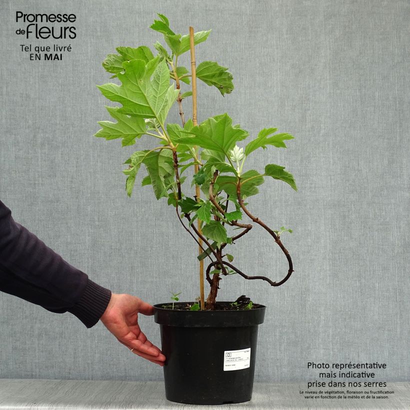 Hydrangea quercifolia Bultinks Giant Flowers 7.5L/10L pot sample as delivered in spring