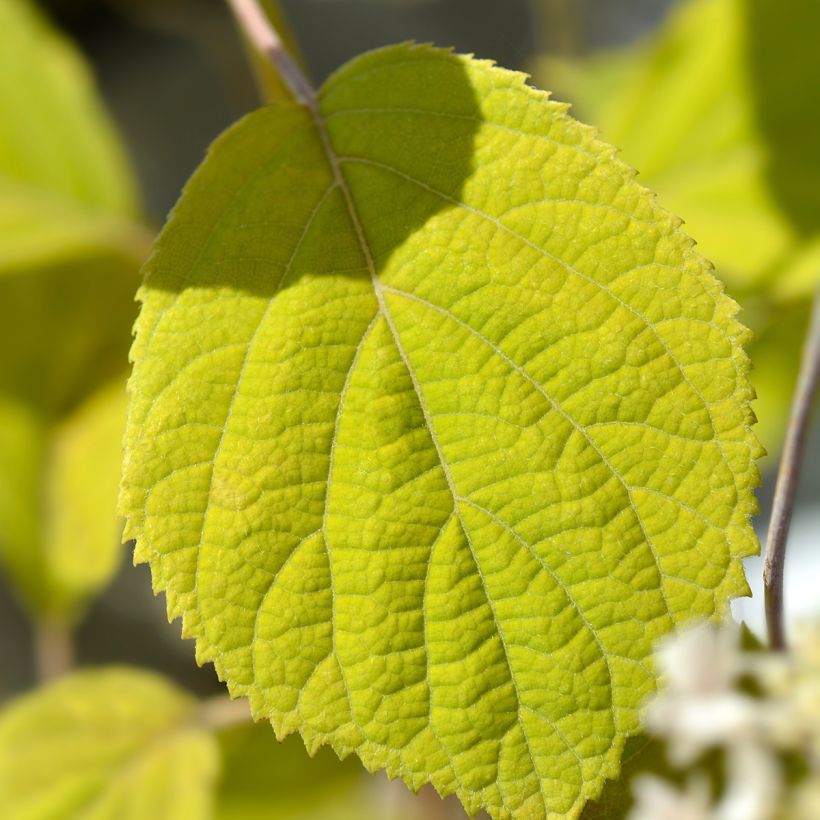 Hydrangea arborescens Candybelle Bubblegum (Foliage)