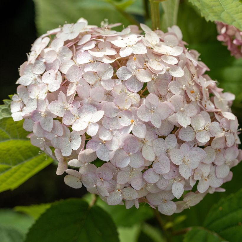Hydrangea arborescens Candybelle Bubblegum (Flowering)