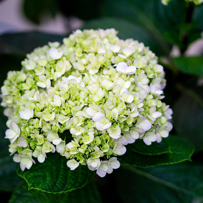 Hydrangea arborescens Lime Rickey (Flowering)
