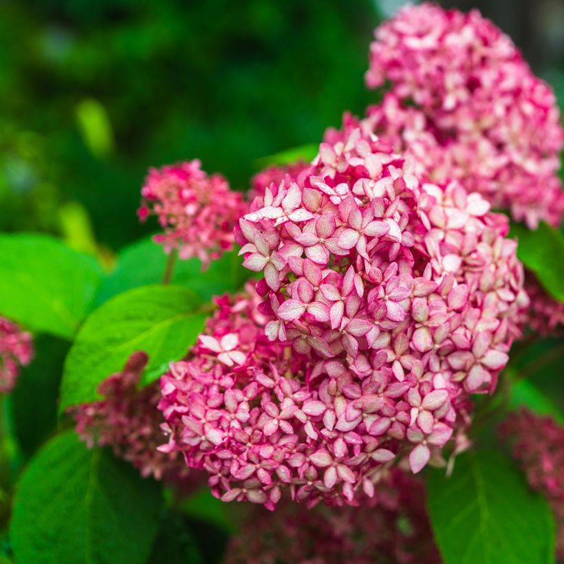 Hydrangea arborescens Pink Annabelle - Invicibelle (Flowering)