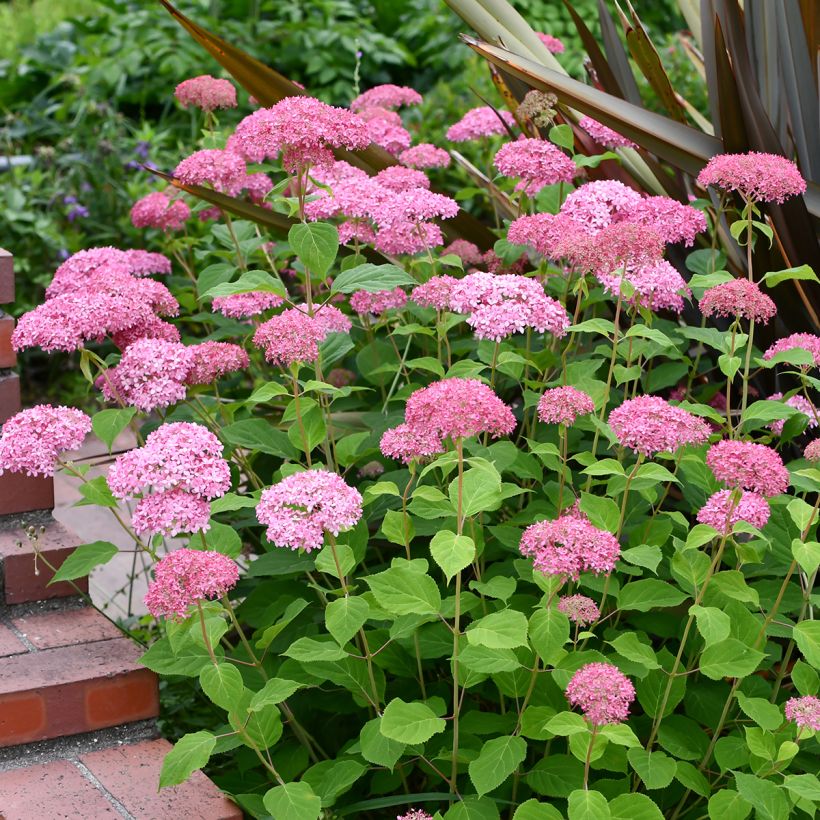 Hydrangea arborescens Pink Annabelle - Invicibelle (Plant habit)