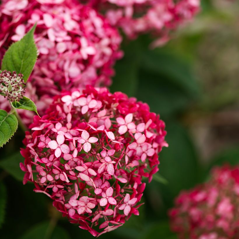 Hydrangea arborescens Ruby Annabelle (Flowering)