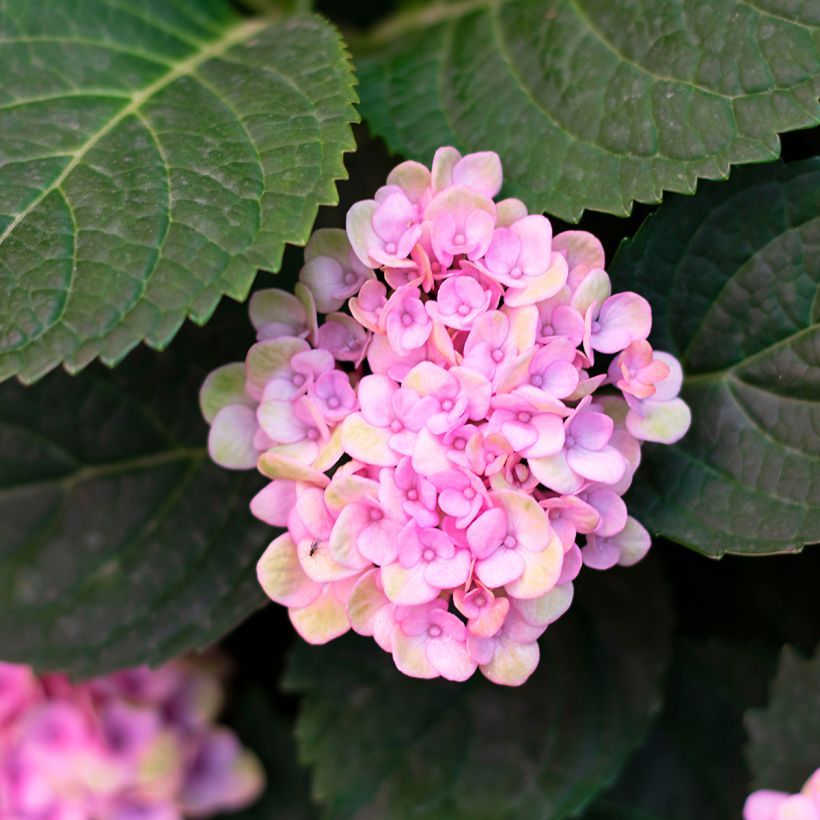 Hydrangea arborescens Sweet Annabelle (Foliage)