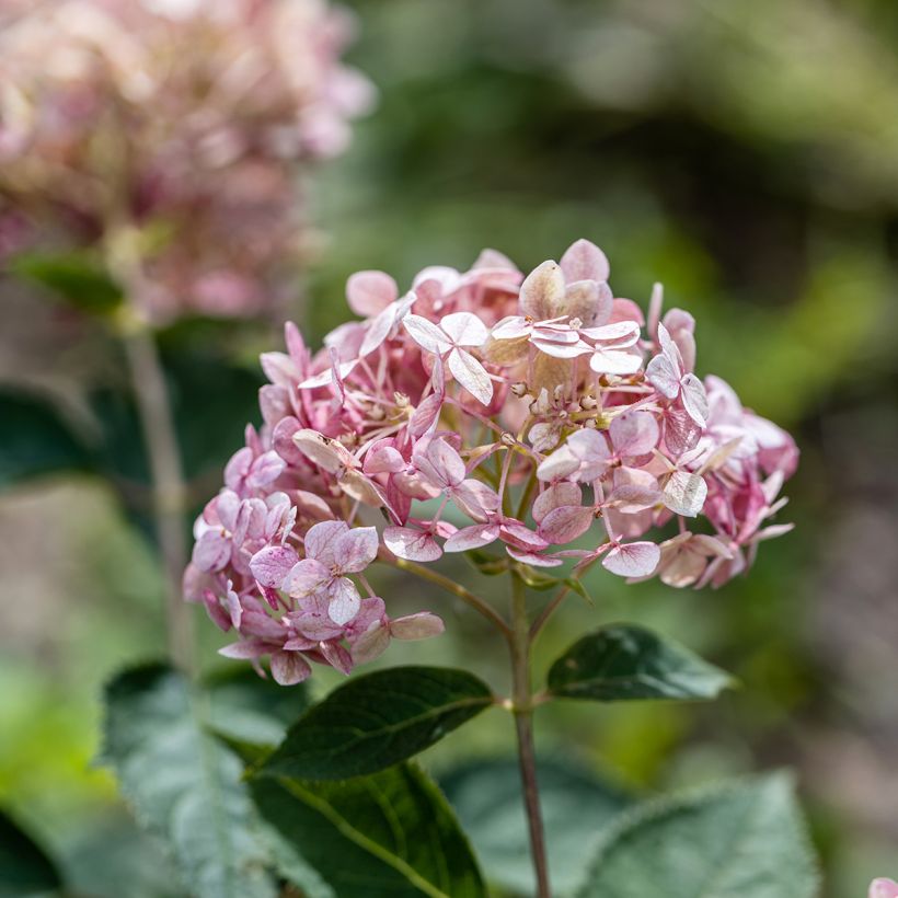 Hydrangea arborescens Sweet Annabelle (Flowering)