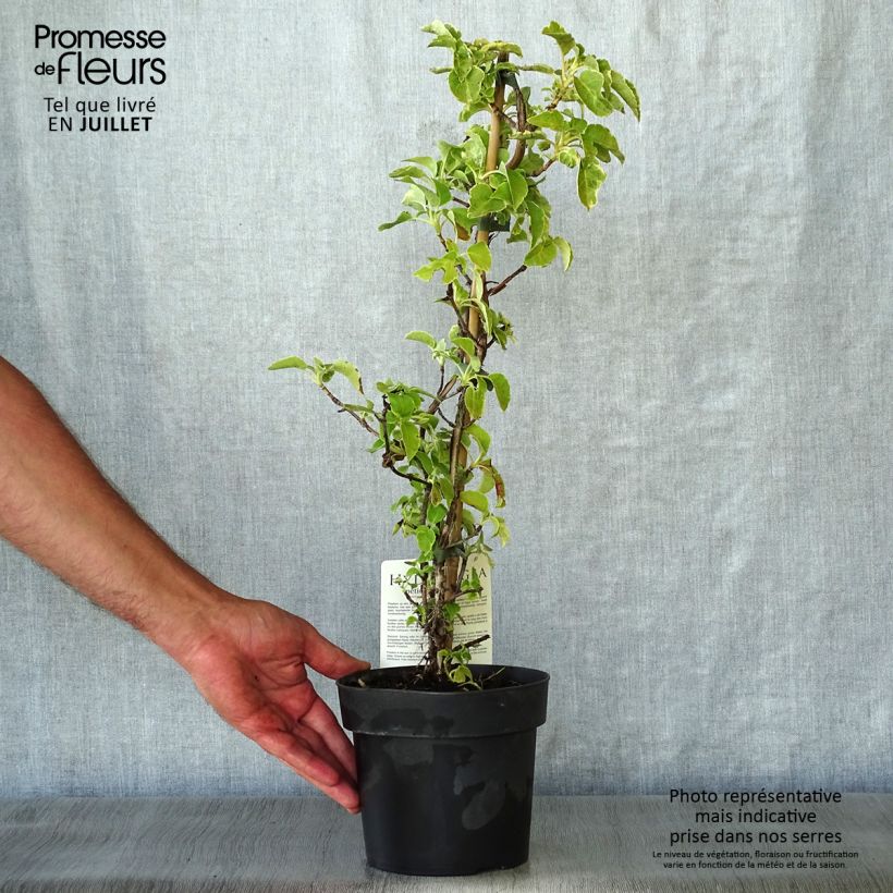 Hydrangea petiolaris Mirranda- Climbing Hydrangea 2L/3L pot sample as delivered in summer