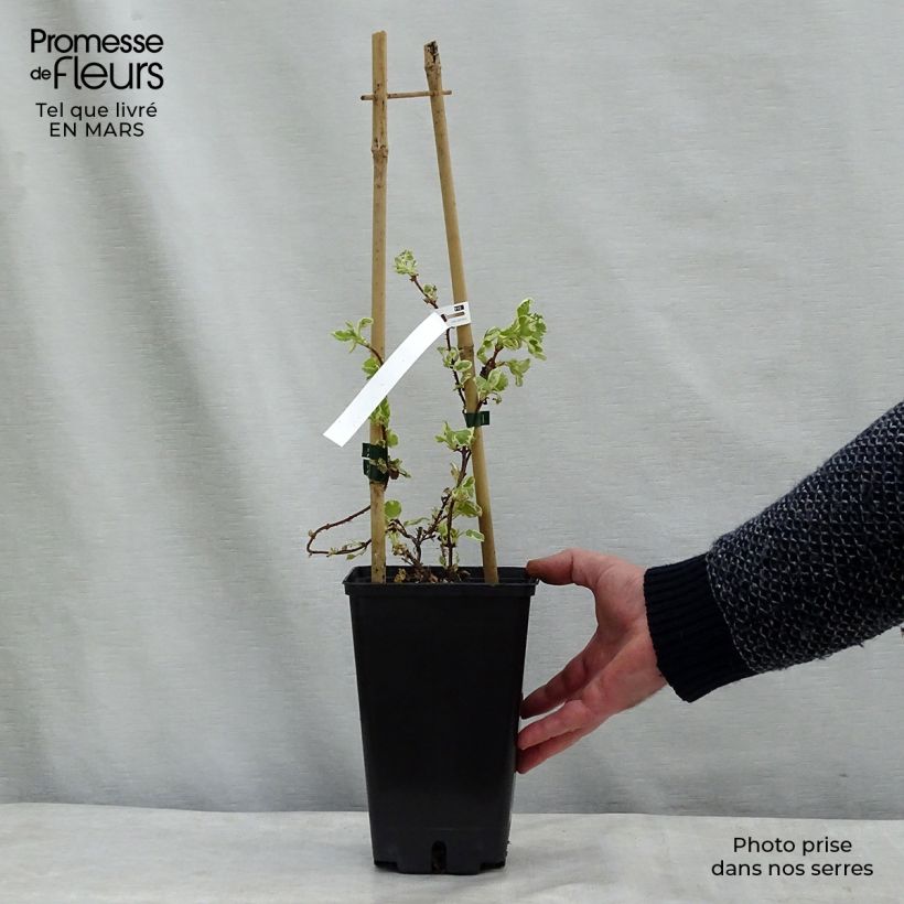 Hydrangea petiolaris Silver Lining- Climbing Hydrangea 2L/3L pot sample as delivered in spring