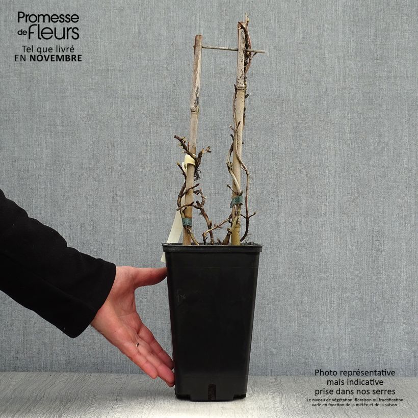 Hydrangea petiolaris Silver Lining- Climbing Hydrangea 2L/3L pot sample as delivered in autumn