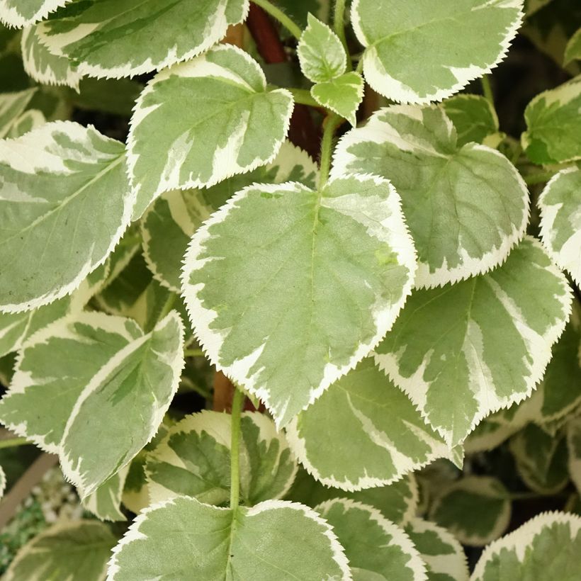 Hydrangea petiolaris Silver Lining- Climbing Hydrangea (Foliage)