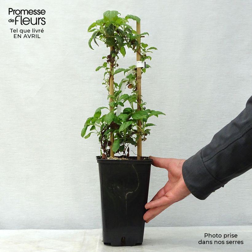 Hydrangea anomala Winter Surprise- Climbing Hydrangea 2L/3L pot sample as delivered in spring