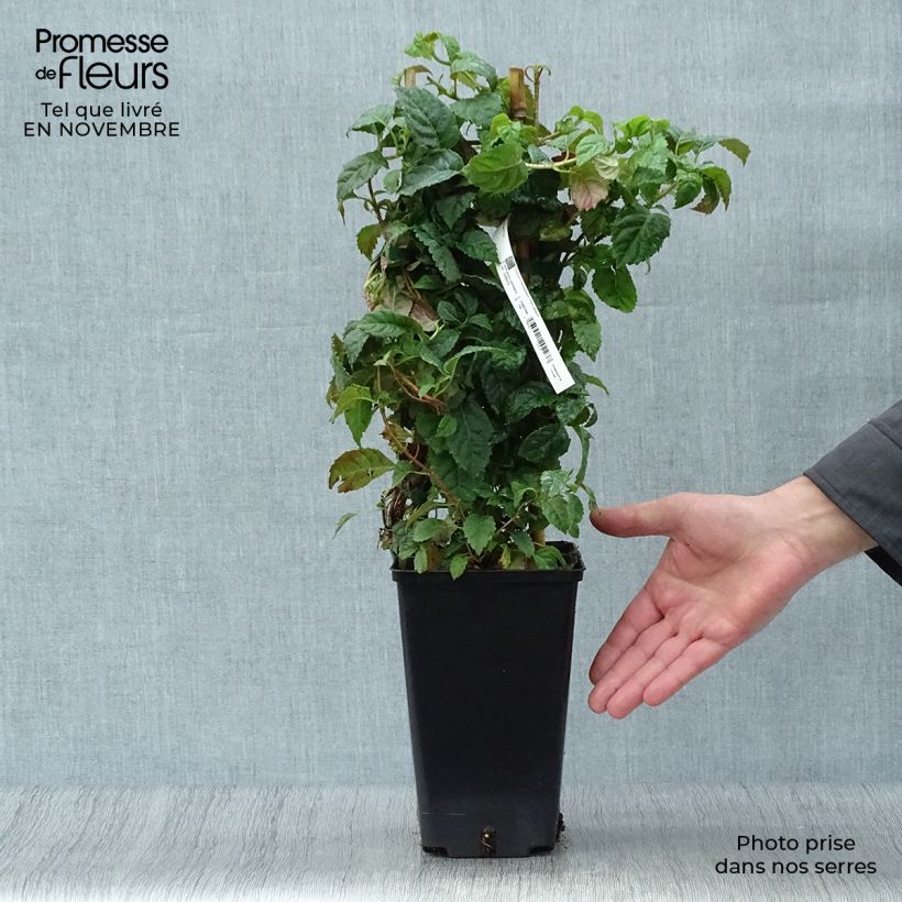 Hydrangea anomala Winter Surprise- Climbing Hydrangea 2L/3L pot sample as delivered in autumn