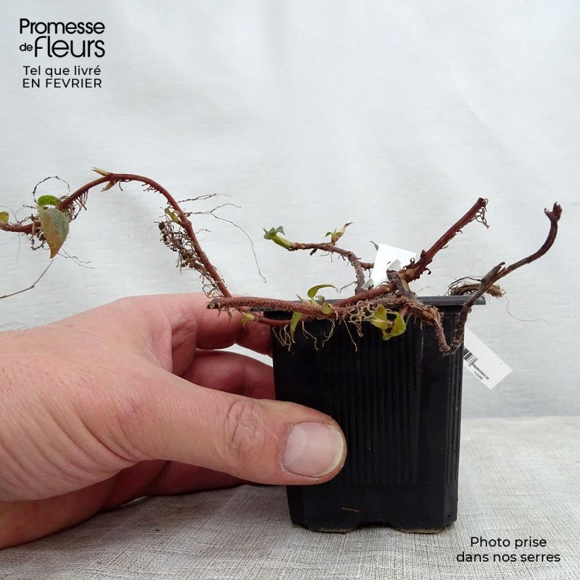 Hydrangea anomala subsp. petiolaris- Climbing Hydrangea 8/9 cm pot sample as delivered in winter