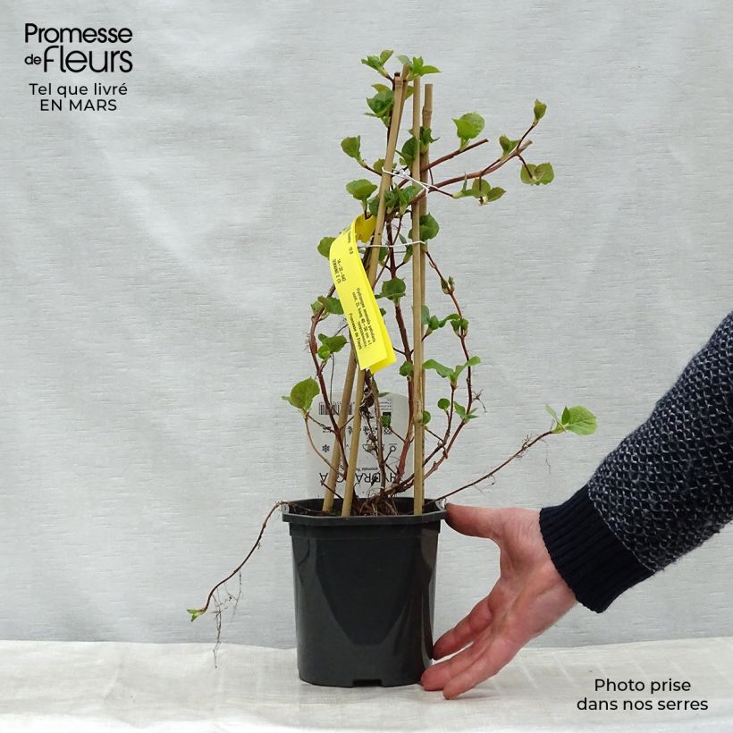 Hydrangea anomala subsp. petiolaris- Climbing Hydrangea 2L/3L pot sample as delivered in spring