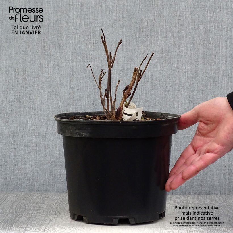 Hydrangea Daredevil 3L/4L pot sample as delivered in winter