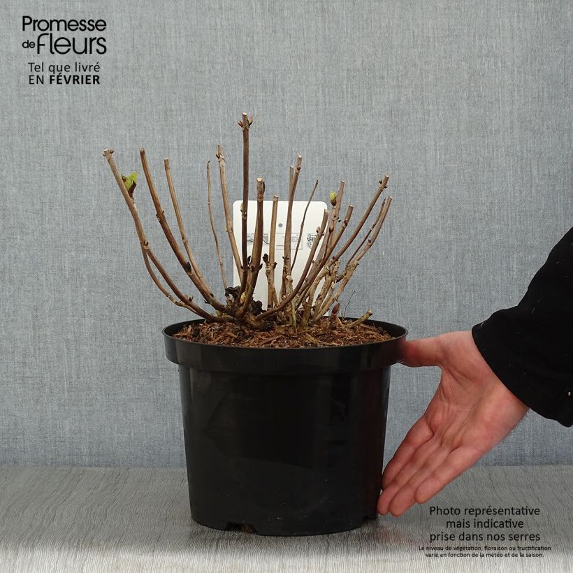 Hydrangea macrophylla Ankong 4L/5L pot sample as delivered in winter