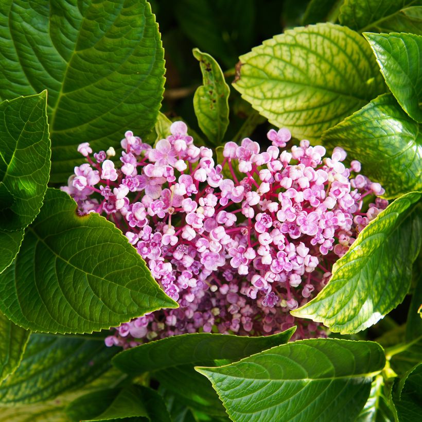 Hydrangea macrophylla Ayesha (Foliage)
