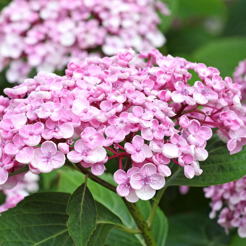 Hydrangea macrophylla Ayesha (Flowering)