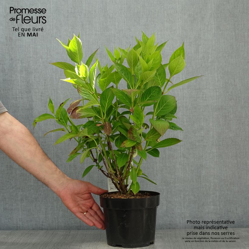 Hydrangea macrophylla Cloudi 3L/4L pot sample as delivered in spring