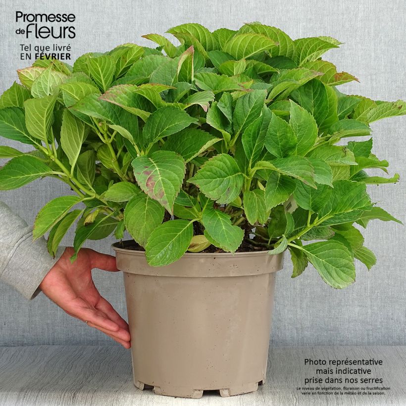 Hydrangea macrophylla Eughen Hahn 7.5L/10L pot sample as delivered in autumn