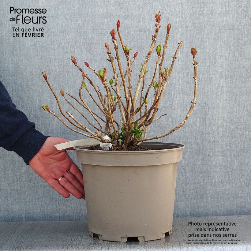 Hydrangea macrophylla Eughen Hahn 7.5L/10L pot sample as delivered in winter