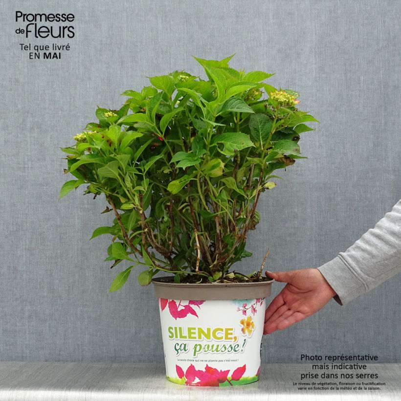 Hydrangea macrophylla Eughen Hahn 7.5L/10L pot sample as delivered in spring