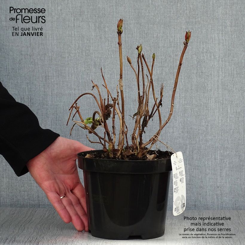 Hydrangea macrophylla King George V 2L/3L pot sample as delivered in winter