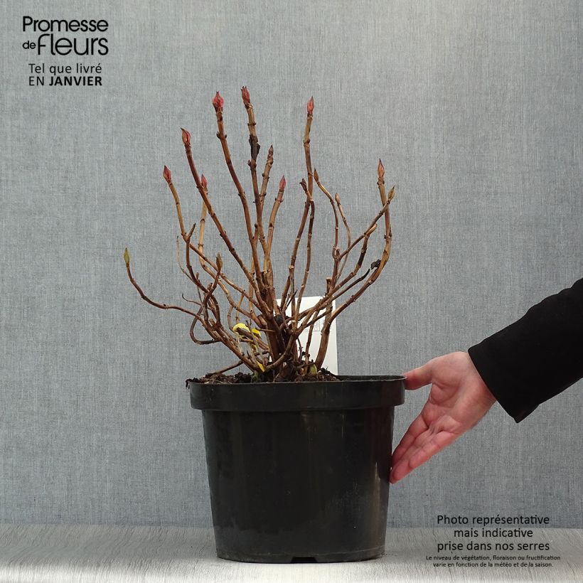 Hydrangea macrophylla King George V 7.5L/10L pot sample as delivered in winter