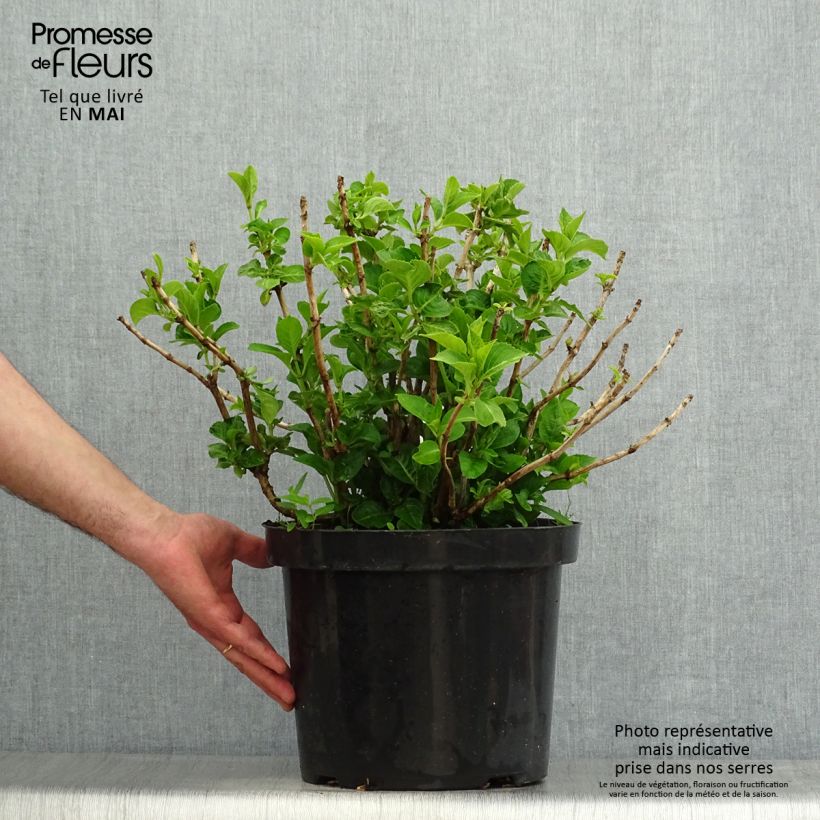 Hydrangea macrophylla King George V 7.5L/10L pot sample as delivered in spring