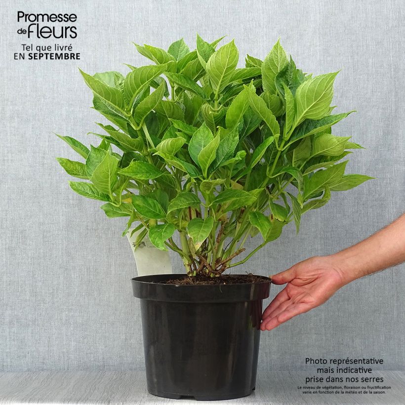 Hydrangea macrophylla Lanarth White 7.5L/10L pot sample as delivered in autumn