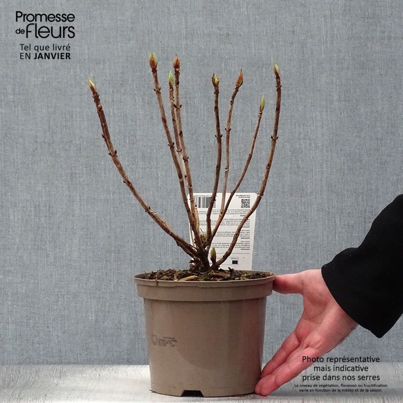 Hydrangea macrophylla Masja 2L/3L pot sample as delivered in winter