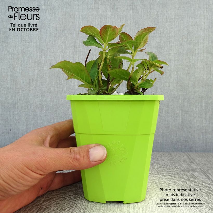 Hydrangea macrophylla Miss Saori 1L/1.5L pot sample as delivered in autumn