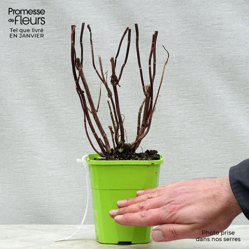 Hydrangea macrophylla Miss Saori 1L/1.5L pot sample as delivered in winter