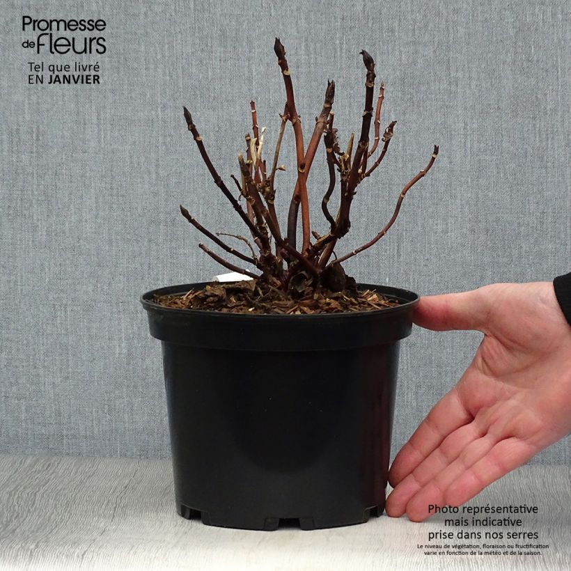 Hydrangea macrophylla Miss Saori 2L/3L pot sample as delivered in winter