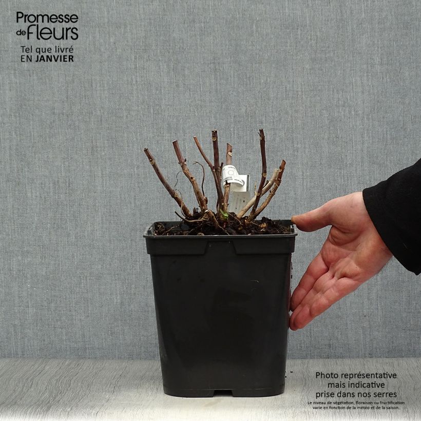 Hydrangea macrophylla Miss Saori 4L/5L pot sample as delivered in winter