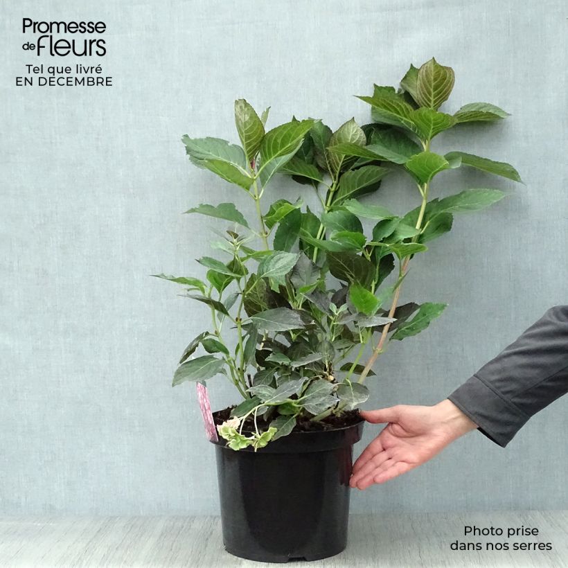 Hydrangea macrophylla Miss Saori 7.5L/10L pot sample as delivered in winter