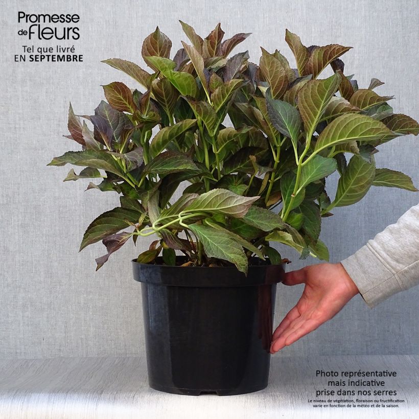 Hydrangea macrophylla Miss Saori 7.5L/10L pot sample as delivered in autumn