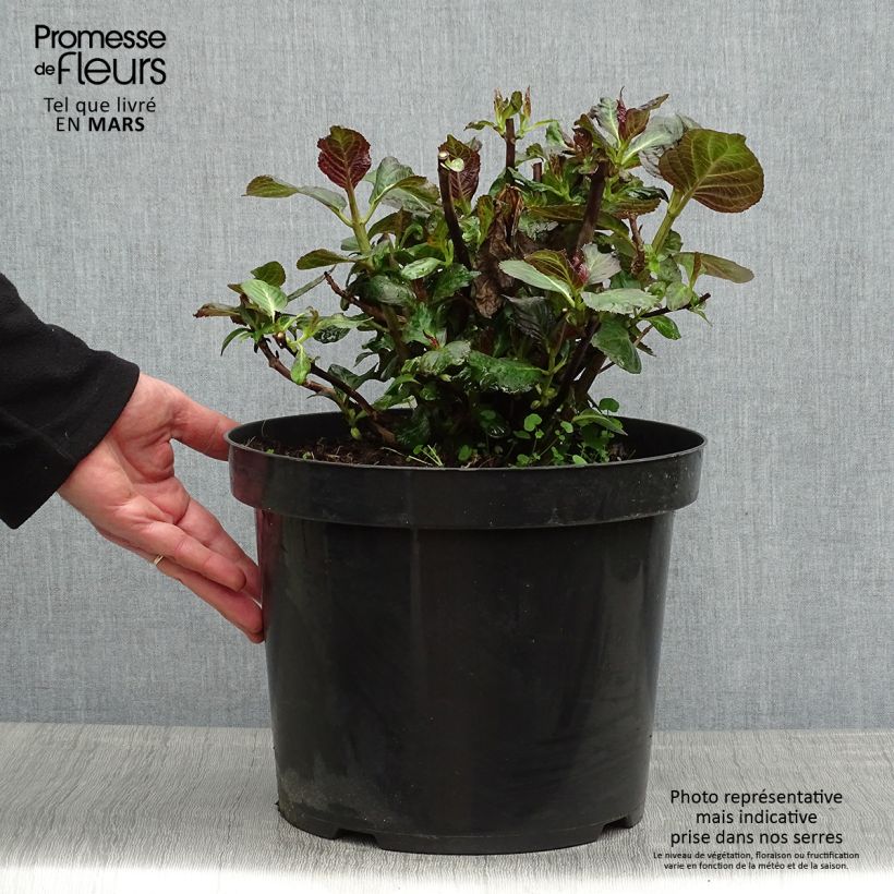 Hydrangea macrophylla Miss Saori 7.5L/10L pot sample as delivered in spring