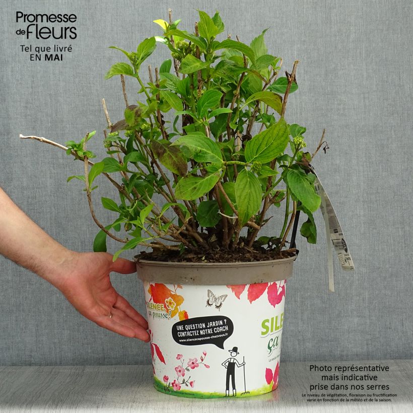 Hydrangea macrophylla Stellar Bleu 7.5L/10L pot sample as delivered in spring