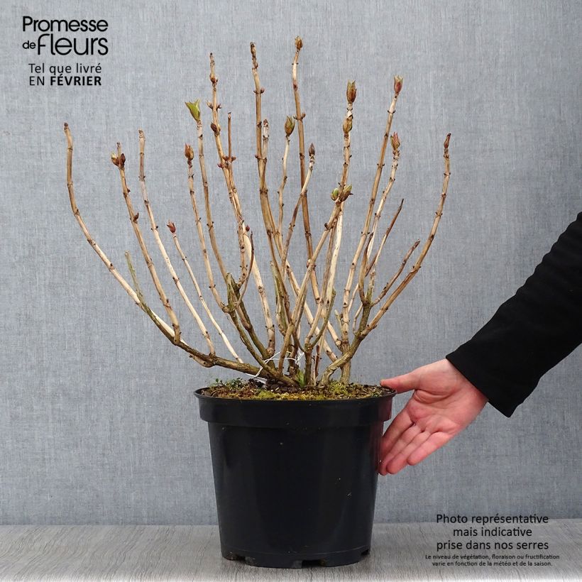 Hydrangea macrophylla Teller Blue 7.5L/10L pot sample as delivered in winter